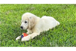 Gang - Golden Retriever for sale