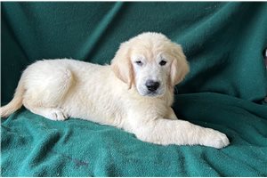 Denver - puppy for sale