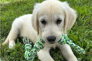 Sadie - Golden Retriever for sale