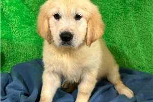 Blue - Golden Retriever for sale