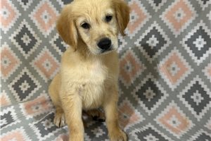 Tara - puppy for sale