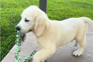 Denver - Golden Retriever for sale