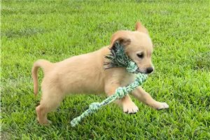 Tara - Golden Retriever for sale