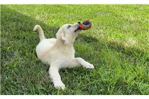 Sadie - Golden Retriever for sale