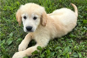 Blue - Golden Retriever for sale