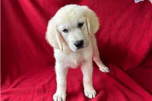 Sadie - Golden Retriever for sale
