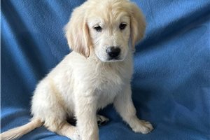 Tank - puppy for sale