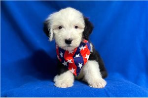 Marty - Old English Sheepdog for sale
