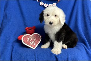 Jacques - Old English Sheepdog for sale