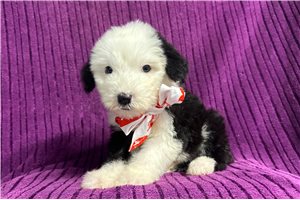 Molly - Old English Sheepdog for sale