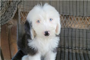 Otto - Old English Sheepdog for sale