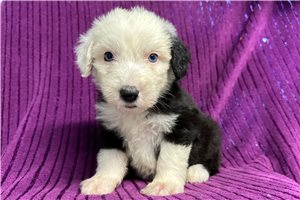 Millicent - Old English Sheepdog for sale
