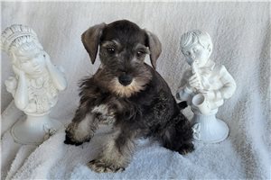 Wesley - puppy for sale