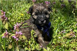 Marianna - Soft Coated Wheaten Terrier for sale