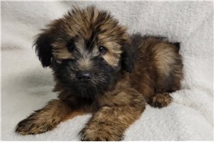 Maurice - Soft Coated Wheaten Terrier for sale