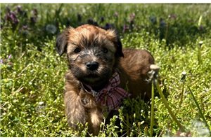 Mariah - Soft Coated Wheaten Terrier for sale