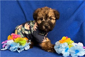 Mortimer - puppy for sale