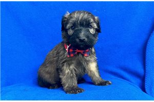 Maurice - Soft Coated Wheaten Terrier for sale