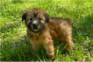 Milly - Soft Coated Wheaten Terrier for sale
