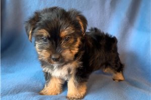 Bantam - Yorkshire Terrier - Yorkie for sale