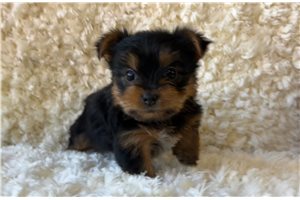 Naomi - Yorkshire Terrier - Yorkie for sale
