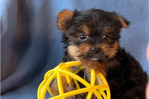 Barney - Yorkshire Terrier - Yorkie for sale