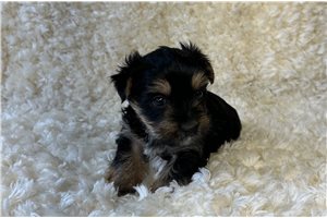 Beanie - puppy for sale