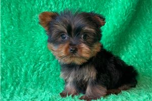 Merlin - Yorkshire Terrier - Yorkie for sale