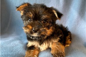 Bari - Yorkshire Terrier - Yorkie for sale