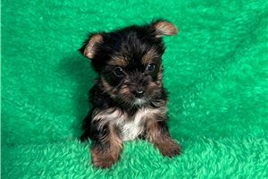Bari - Yorkshire Terrier - Yorkie for sale