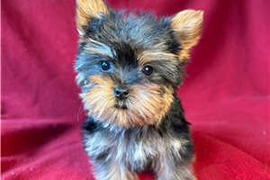Mitch - puppy for sale