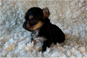 Bantam - Yorkshire Terrier - Yorkie for sale