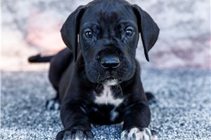 Iggy - Great Dane for sale
