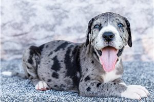 Irving - puppy for sale