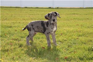 Amberson - puppy for sale