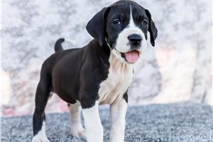 Imani - puppy for sale