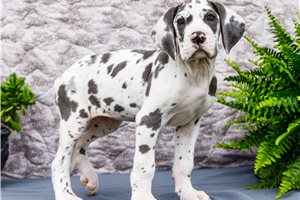 Celine - puppy for sale