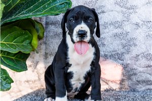 Ibby - puppy for sale