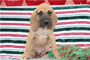 Christopher - puppy for sale