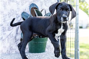 Indigo - Great Dane for sale
