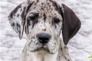 Cyrus - Great Dane for sale