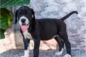 Inari - Great Dane for sale