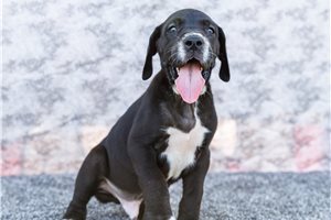 Irwin - Great Dane for sale