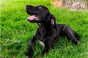 Catrina - Great Dane for sale