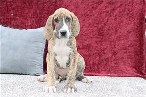 Camila - puppy for sale