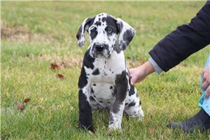 Asta - puppy for sale