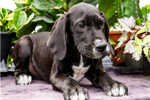 Indigo - Great Dane for sale