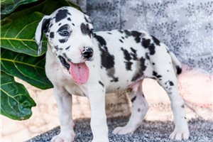 Isaac - Great Dane for sale