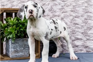 Coral - Great Dane for sale