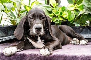 Irwin - Great Dane for sale